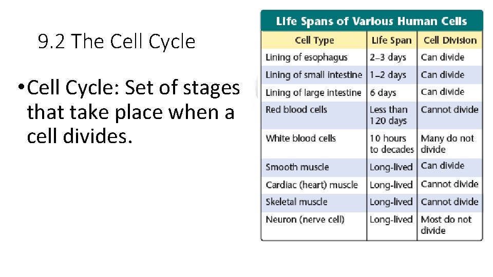 9. 2 The Cell Cycle • Cell Cycle: Set of stages that take place