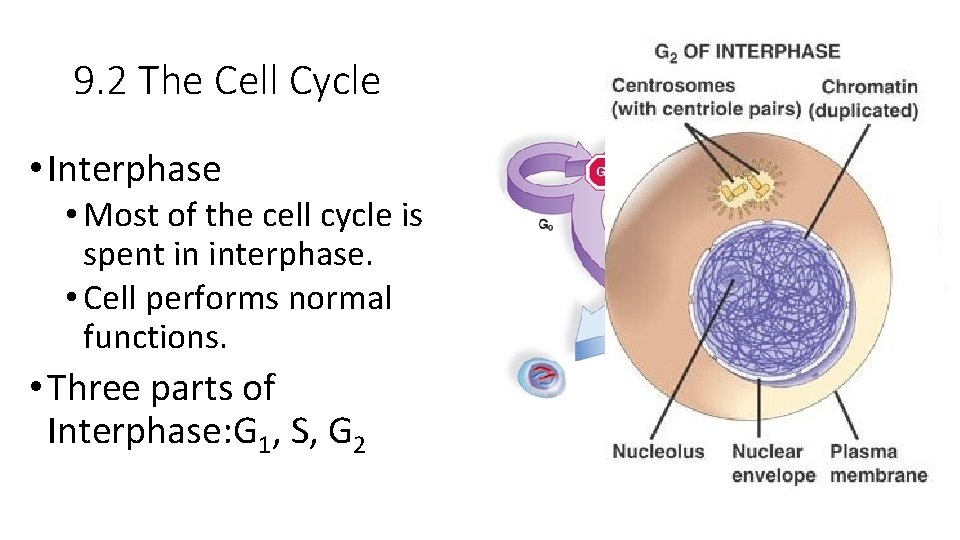 9. 2 The Cell Cycle • Interphase • Most of the cell cycle is