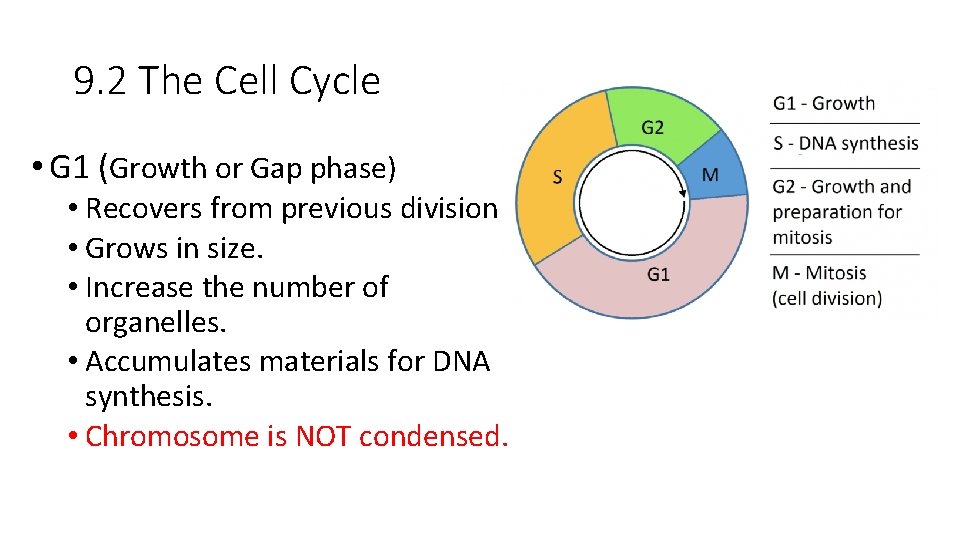 9. 2 The Cell Cycle • G 1 (Growth or Gap phase) • Recovers