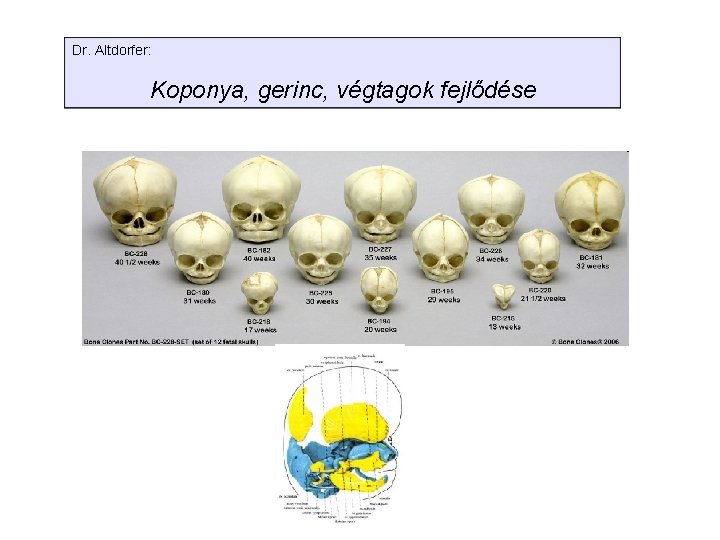 Dr. Altdorfer: Koponya, gerinc, végtagok fejlődése 