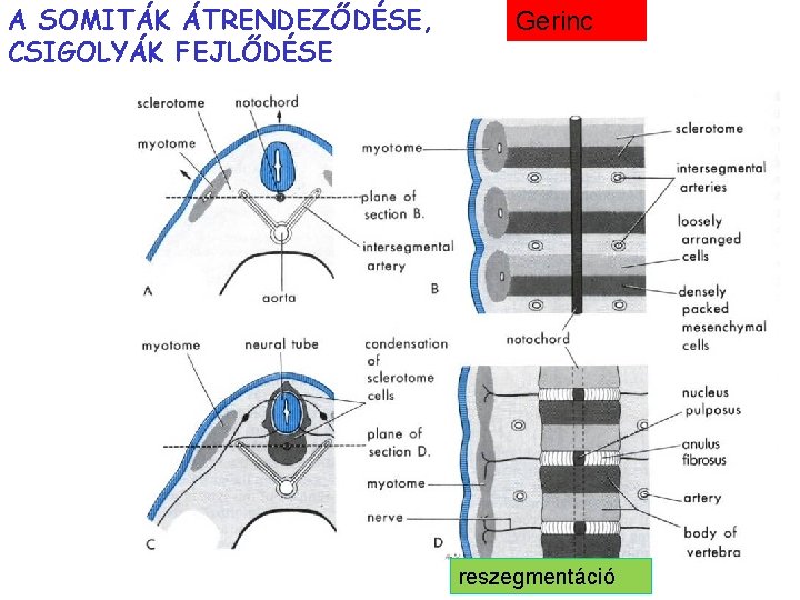 A SOMITÁK ÁTRENDEZŐDÉSE, CSIGOLYÁK FEJLŐDÉSE Gerinc reszegmentáció 