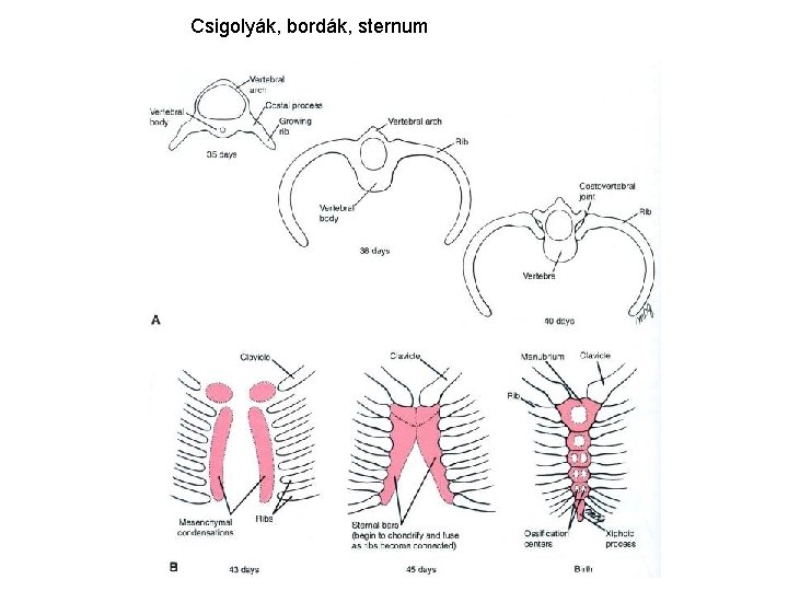 Csigolyák, bordák, sternum 