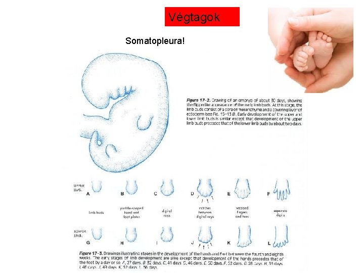 Végtagok Somatopleura! 