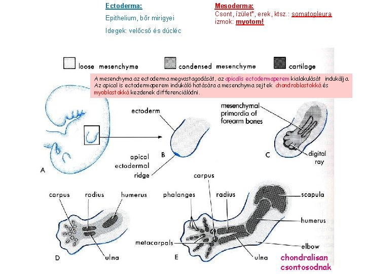 Ectoderma: Epithelium, bőr mirigyei Mesoderma: Csont, ízület*, erek, ktsz. : somatopleura izmok: myotom! Idegek: