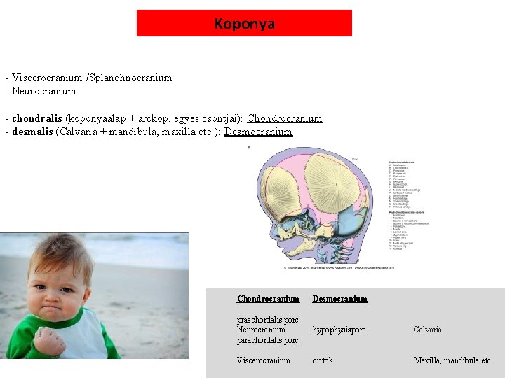 Koponya - Viscerocranium /Splanchnocranium - Neurocranium - chondralis (koponyaalap + arckop. egyes csontjai): Chondrocranium
