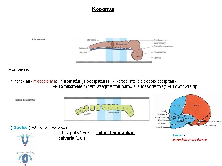 Koponya Források 1) Paraxialis mesoderma: somiták (4 occipitalis) partes laterales ossis occipitalis somitomerek (nem