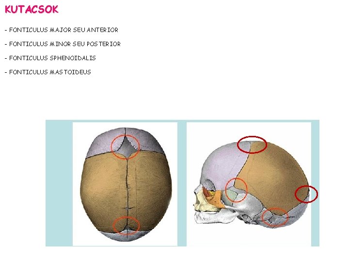 KUTACSOK - FONTICULUS MAJOR SEU ANTERIOR - FONTICULUS MINOR SEU POSTERIOR - FONTICULUS SPHENOIDALIS