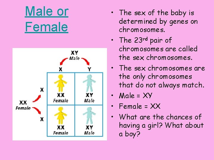 Male or Female • The sex of the baby is determined by genes on