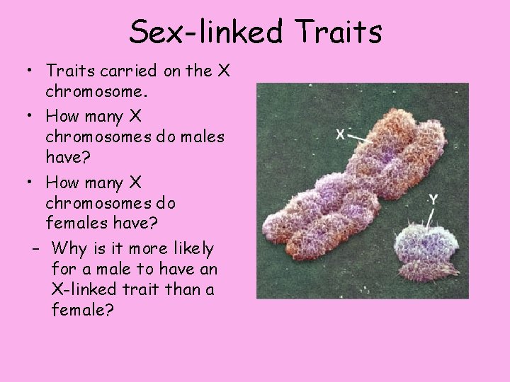 Sex-linked Traits • Traits carried on the X chromosome. • How many X chromosomes