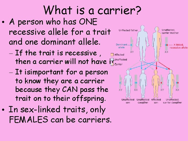 What is a carrier? • A person who has ONE recessive allele for a