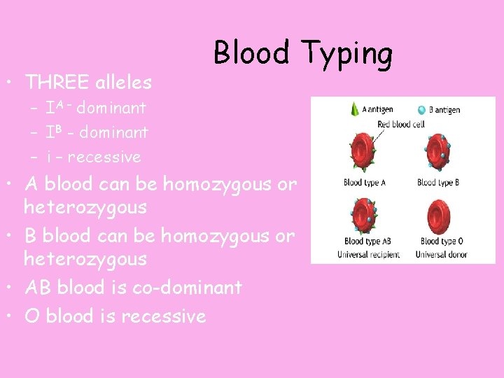  • THREE alleles Blood Typing – IA – dominant – IB - dominant