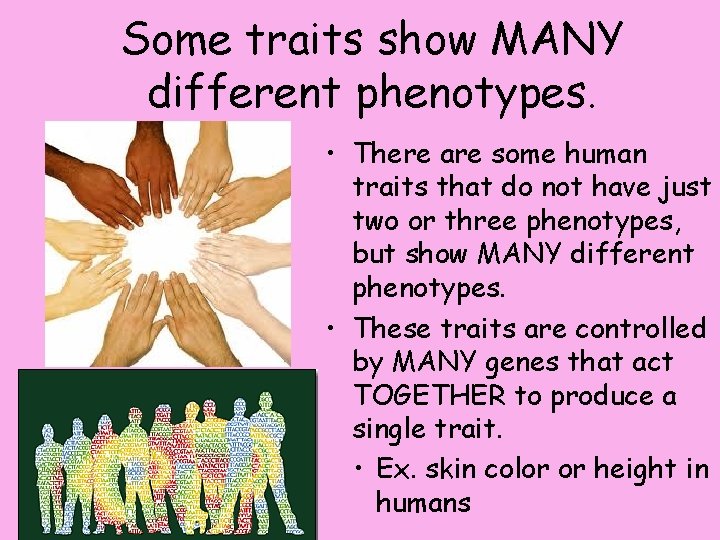 Some traits show MANY different phenotypes. • There are some human traits that do