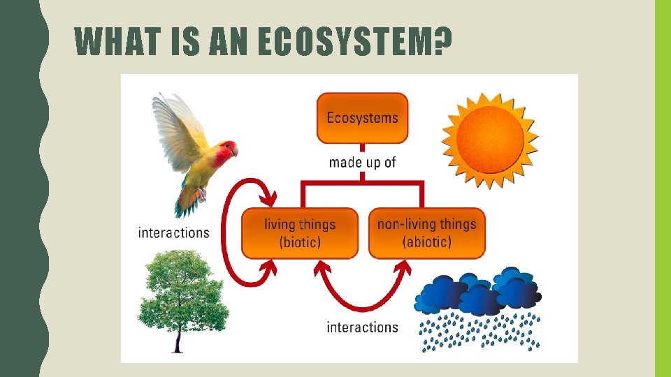 WHAT IS AN ECOSYSTEM? 