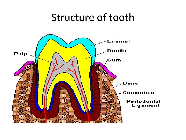 Structure of tooth 