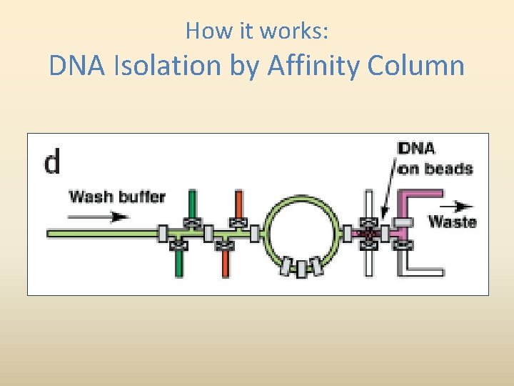How it works: DNA Isolation by Affinity Column 