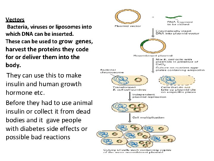 Vectors Bacteria, viruses or liposomes into which DNA can be inserted. These can be