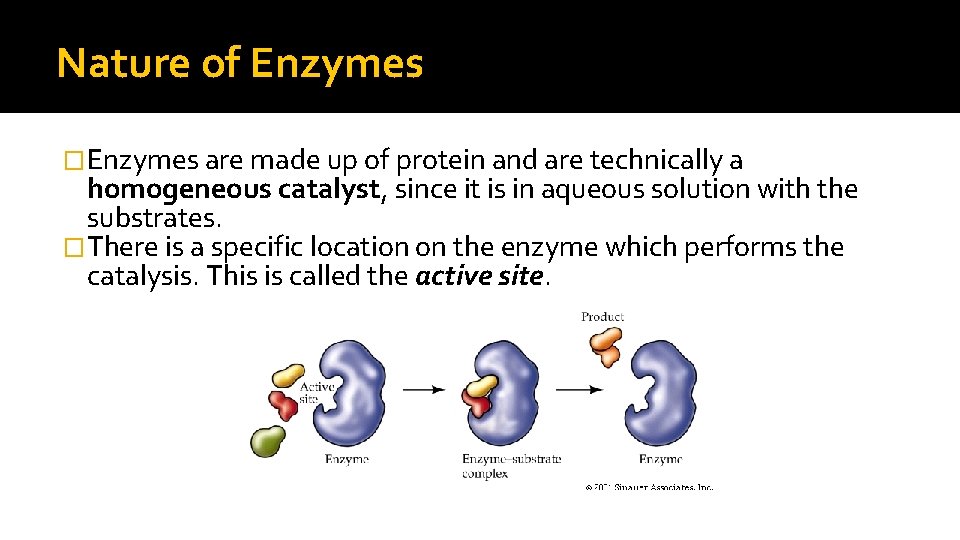 Nature of Enzymes �Enzymes are made up of protein and are technically a homogeneous