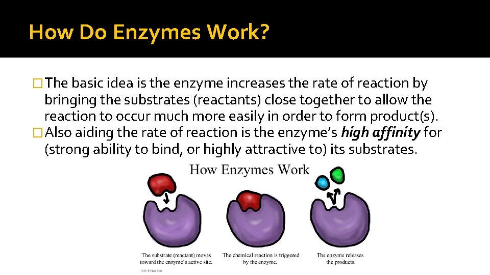 How Do Enzymes Work? �The basic idea is the enzyme increases the rate of