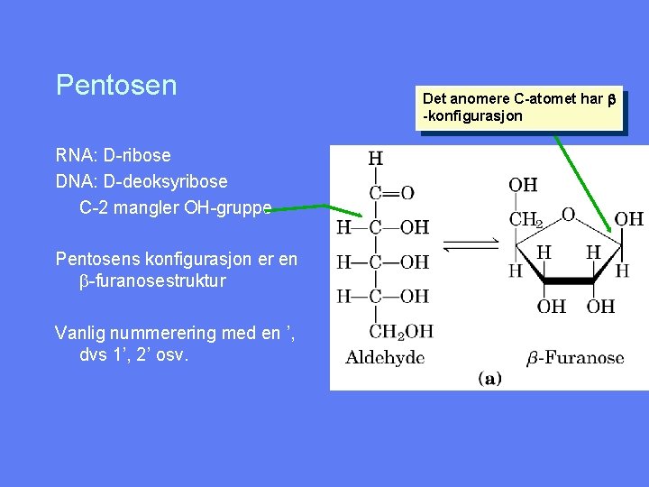 Pentosen RNA: D-ribose DNA: D-deoksyribose C-2 mangler OH-gruppe Pentosens konfigurasjon er en b-furanosestruktur Vanlig