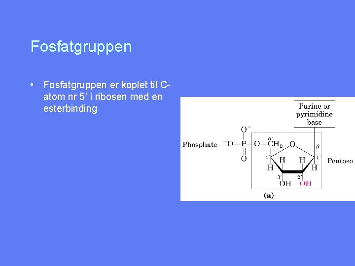 Fosfatgruppen • Fosfatgruppen er koplet til Catom nr 5’ i ribosen med en esterbinding