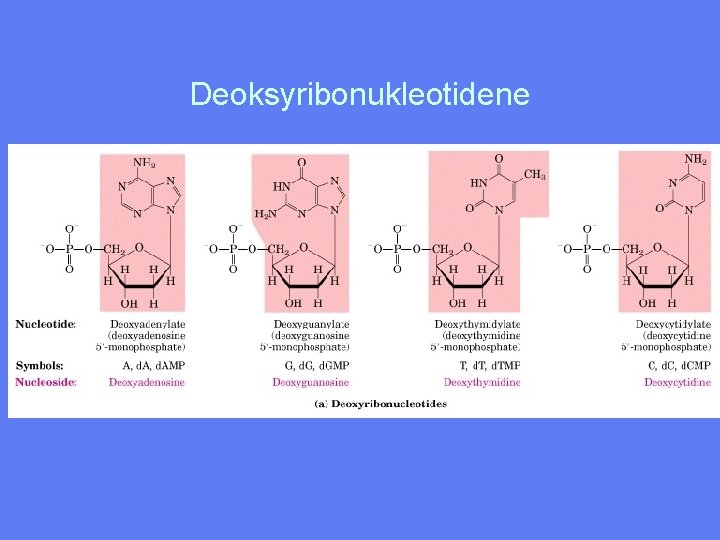 Deoksyribonukleotidene 