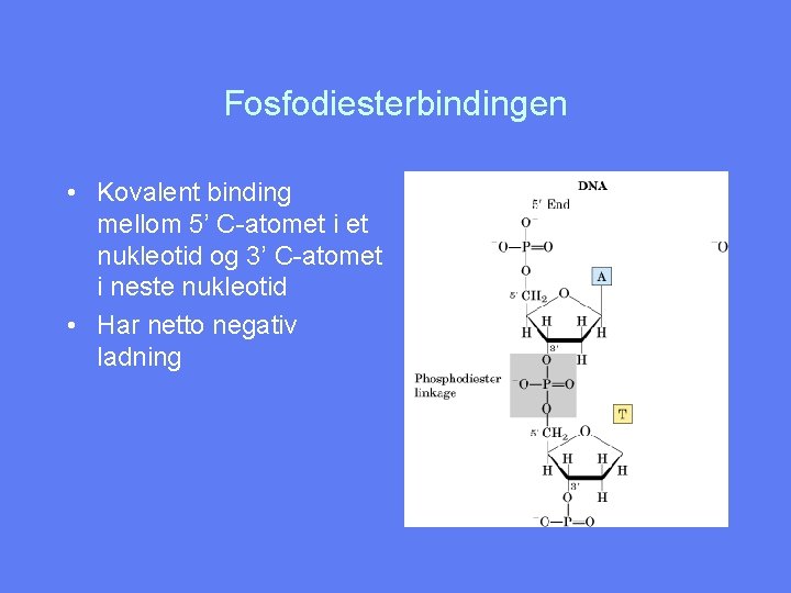 Fosfodiesterbindingen • Kovalent binding mellom 5’ C-atomet i et nukleotid og 3’ C-atomet i