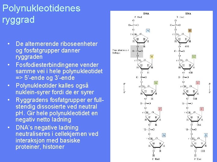 Polynukleotidenes ryggrad • De alternerende riboseenheter og fosfatgrupper danner ryggraden • Fosfodiesterbindingene vender samme