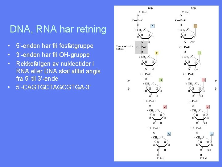 DNA, RNA har retning • 5’-enden har fri fosfatgruppe • 3’-enden har fri OH-gruppe