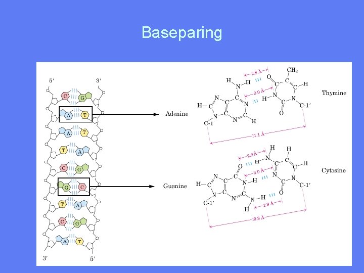 Baseparing 