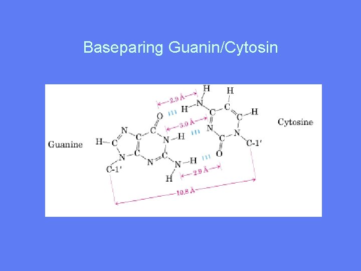 Baseparing Guanin/Cytosin 