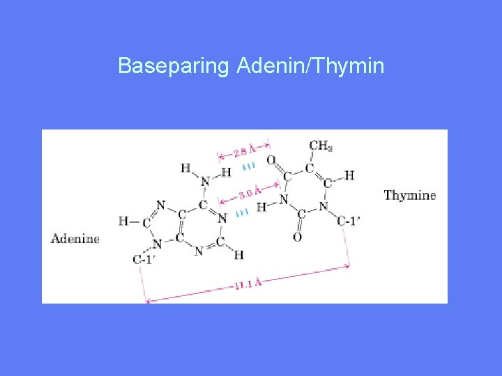 Baseparing Adenin/Thymin 