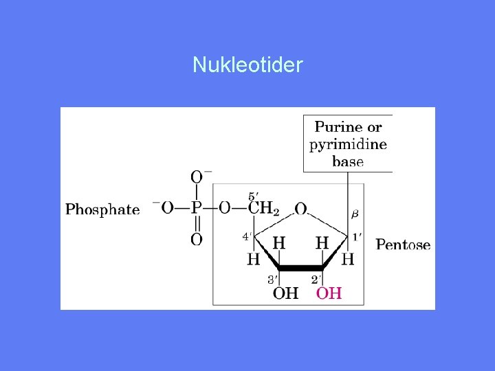 Nukleotider 