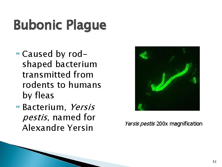 Bubonic Plague Caused by rodshaped bacterium transmitted from rodents to humans by fleas Bacterium,