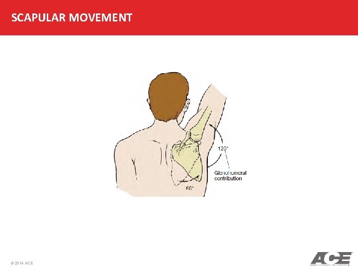 SCAPULAR MOVEMENT © 2014 ACE 