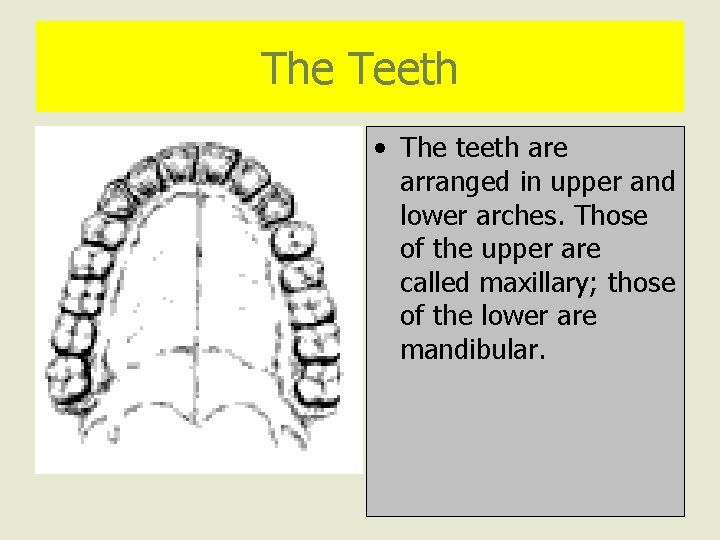 The Teeth • The teeth are arranged in upper and lower arches. Those of