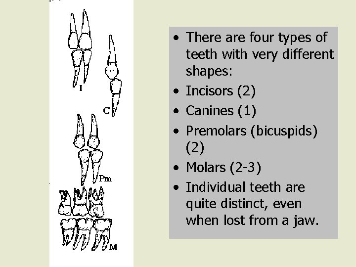  • There are four types of teeth with very different shapes: • Incisors