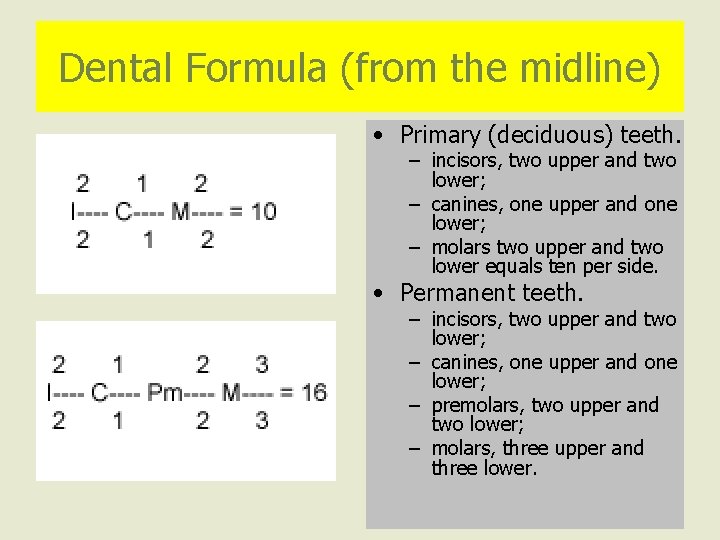 Dental Formula (from the midline) • Primary (deciduous) teeth. – incisors, two upper and