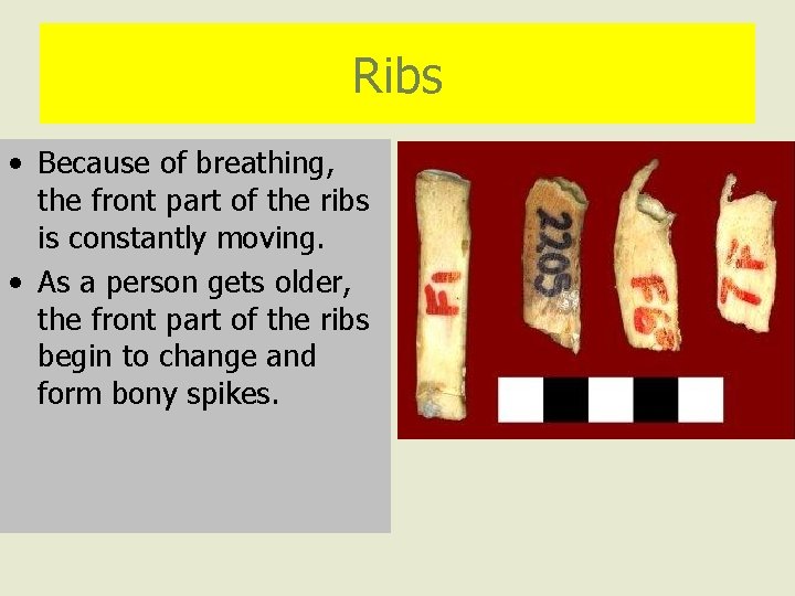 Ribs • Because of breathing, the front part of the ribs is constantly moving.