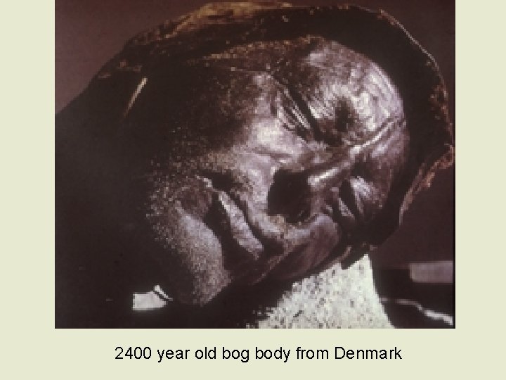 2400 year old bog body from Denmark 