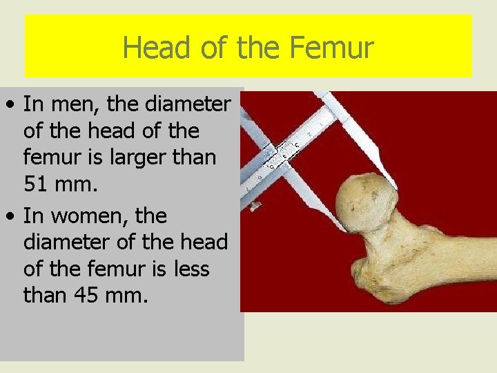 Head of the Femur • In men, the diameter of the head of the