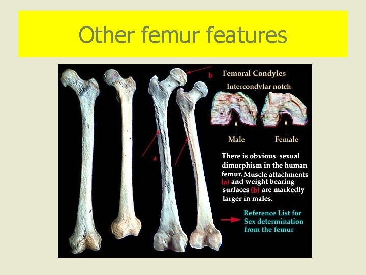 Other femur features 
