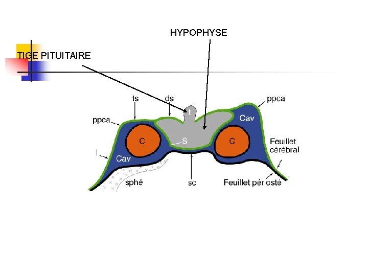 HYPOPHYSE TIGE PITUITAIRE HYPOPHYSE TIGE PITUITAIRE