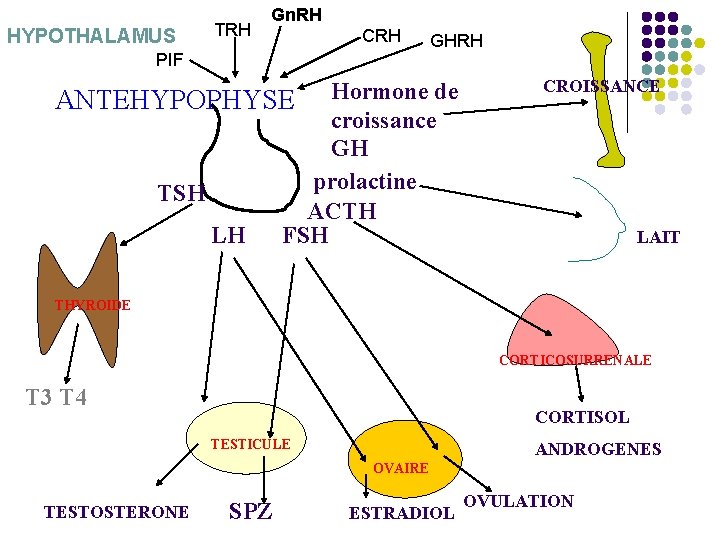 HYPOTHALAMUS TRH Gn. RH CRH PIF GHRH ANTEHYPOPHYSE Hormone de croissance GH prolactine TSH HYPOTHALAMUS TRH Gn. RH CRH PIF GHRH ANTEHYPOPHYSE Hormone de croissance GH prolactine TSH