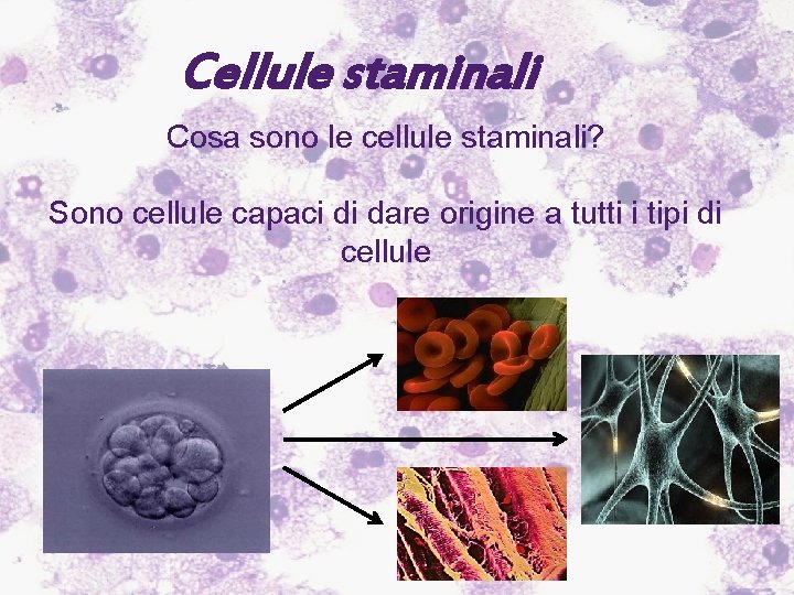 Cellule staminali Cosa sono le cellule staminali? Sono cellule capaci di dare origine a