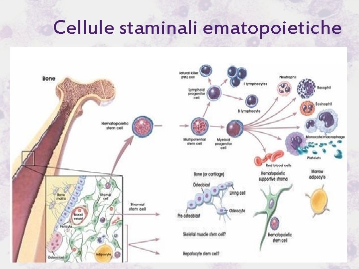 Cellule staminali ematopoietiche 