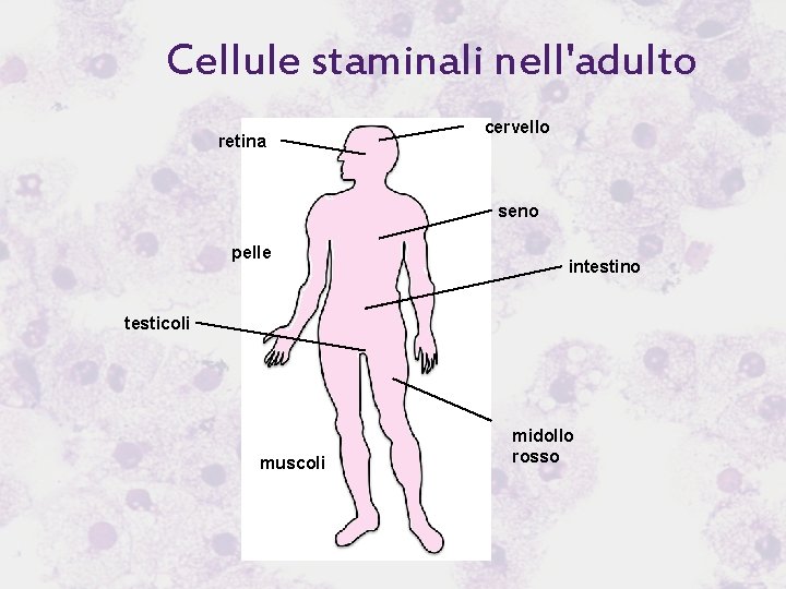 Cellule staminali nell'adulto retina cervello seno pelle intestino testicoli muscoli midollo rosso 