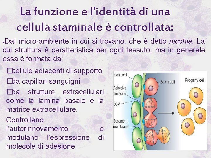 La funzione e l'identità di una cellula staminale è controllata: Dal micro-ambiente in cui