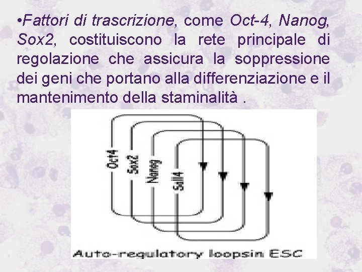  • Fattori di trascrizione, come Oct-4, Nanog, Sox 2, costituiscono la rete principale