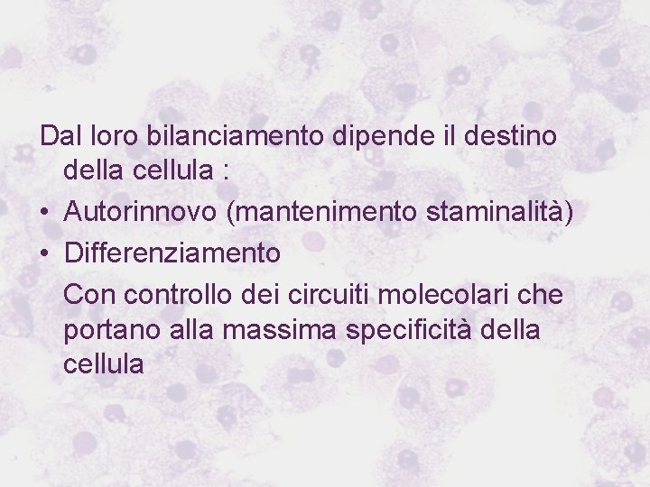 Dal loro bilanciamento dipende il destino della cellula : • Autorinnovo (mantenimento staminalità) •