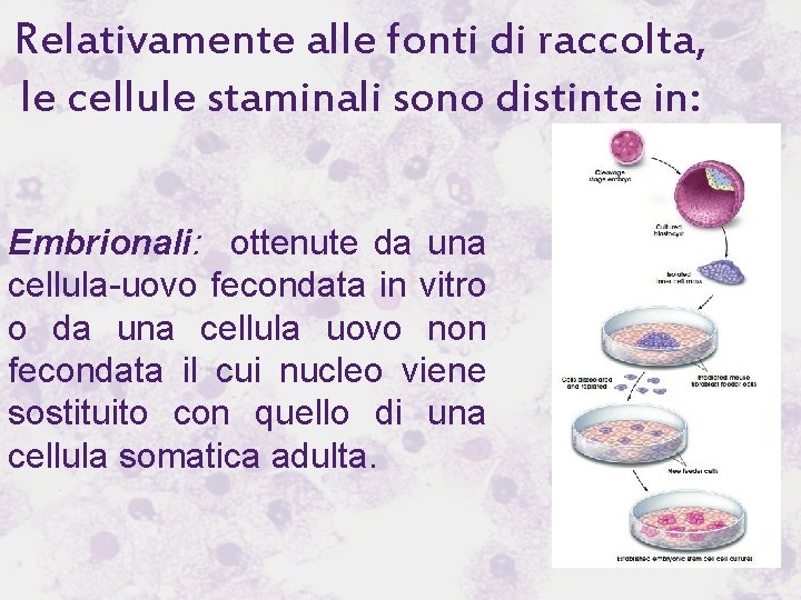 Relativamente alle fonti di raccolta, le cellule staminali sono distinte in: Embrionali: ottenute da